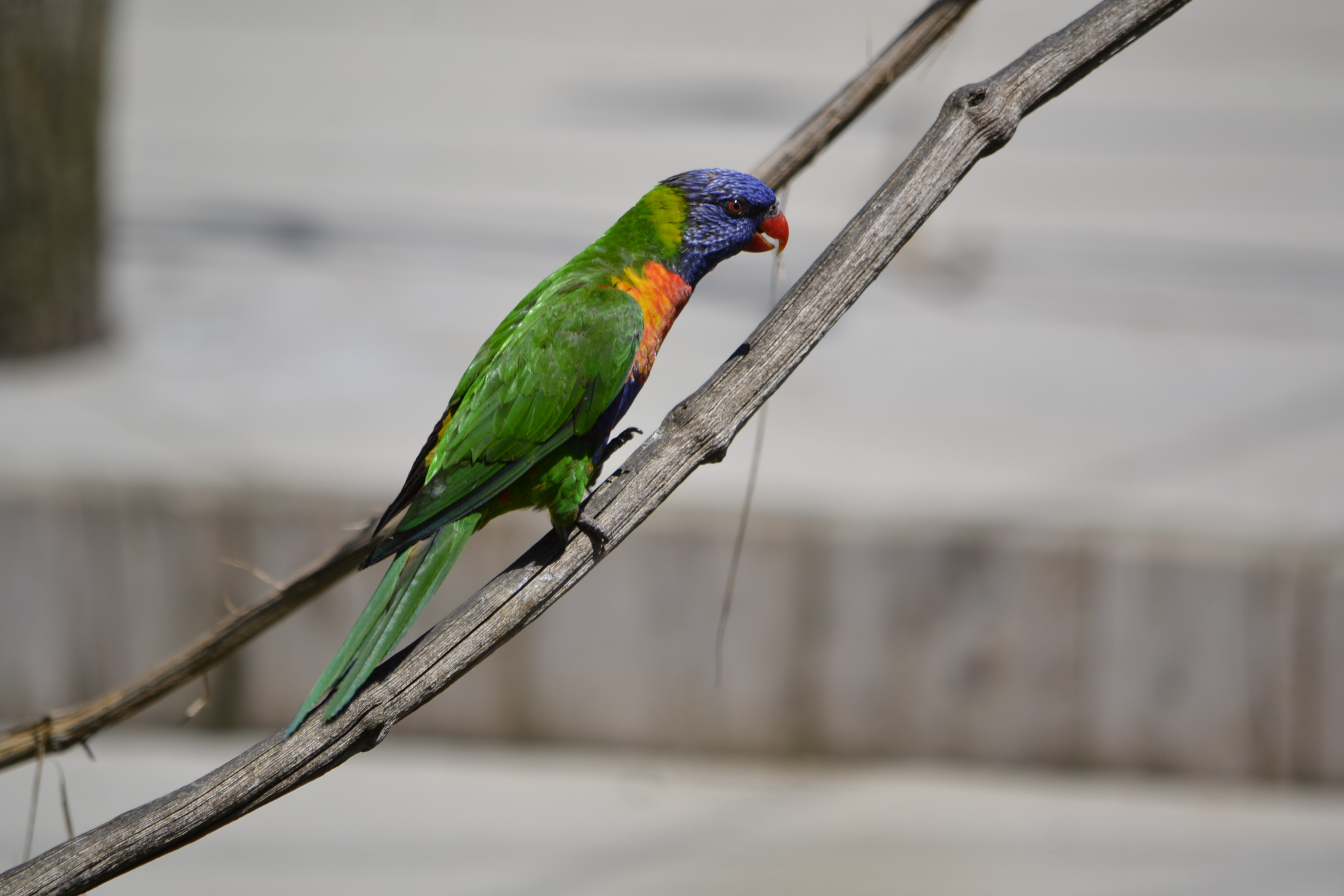 Parc des oiseaux (28)