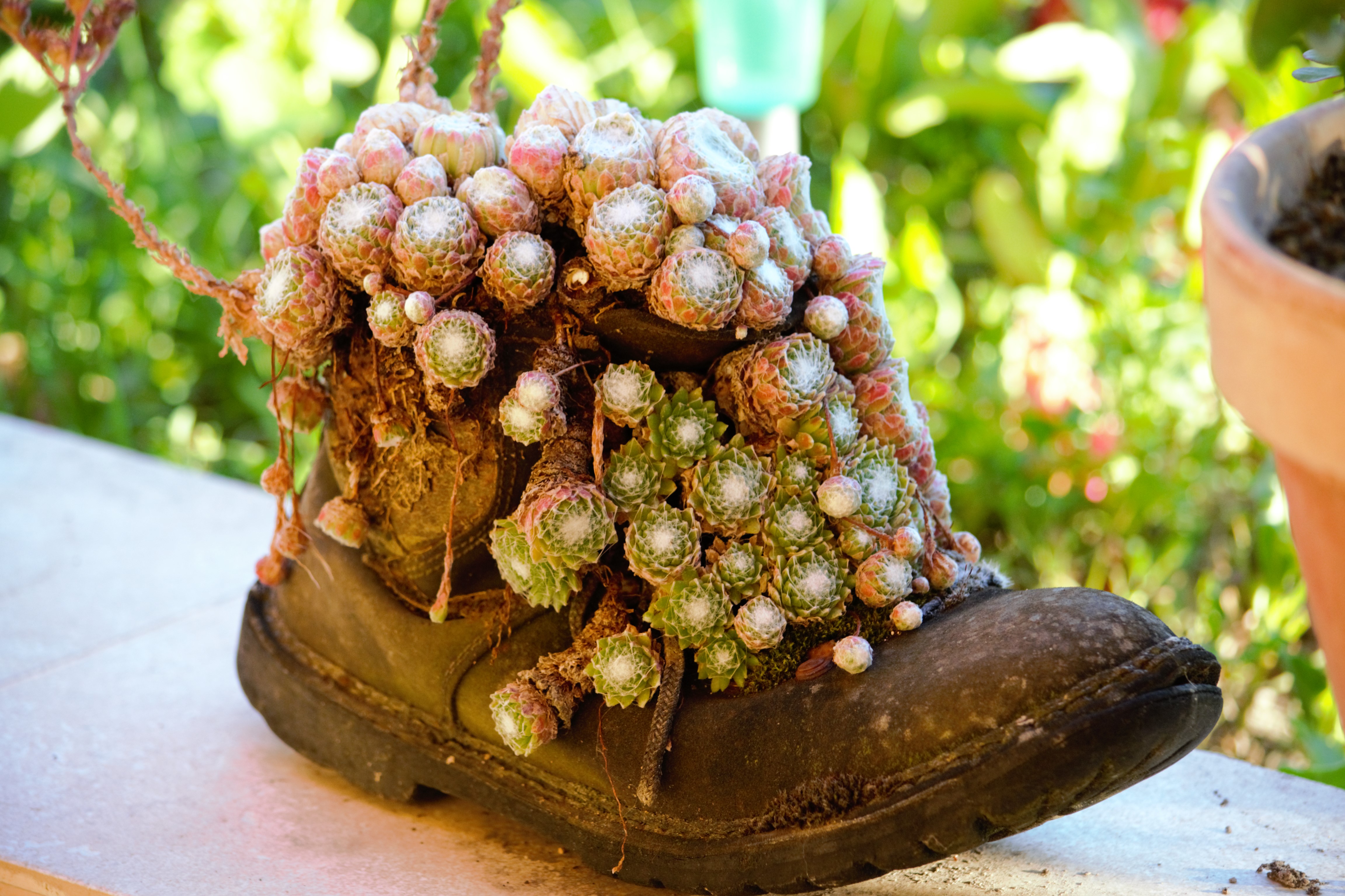 Araia_Jardin de Valen (1)