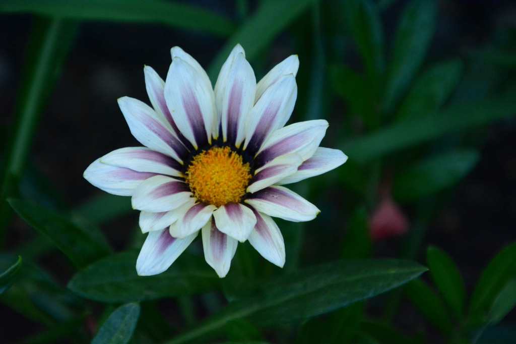 Fleur blanches au coeur jaune, avec des traits violets
