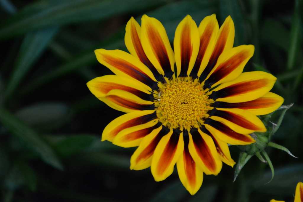 Fleur jaune bariolée de patales orangés