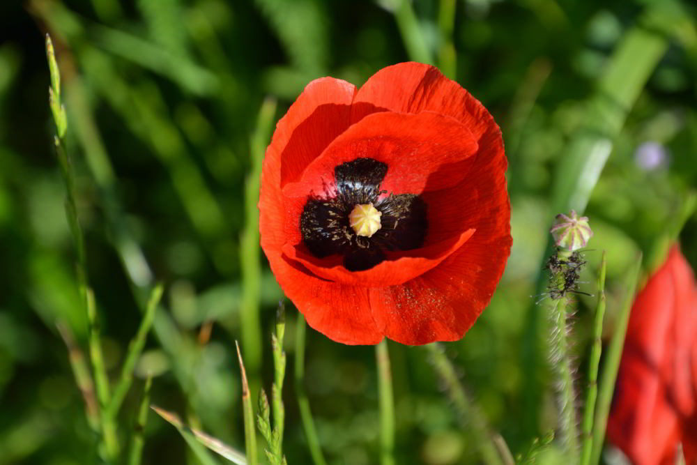 Coquelicot
